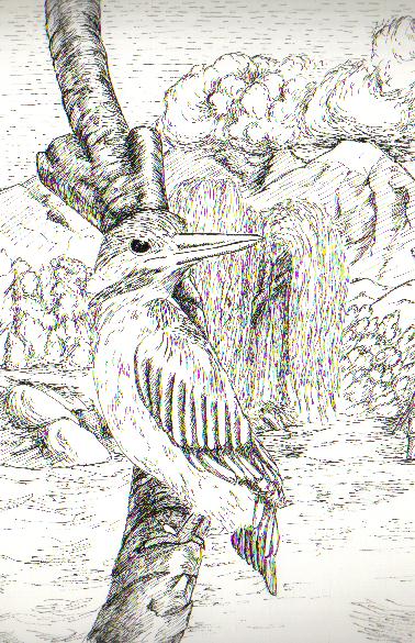 Eisvogel